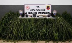 Antalya'da yasa dışı kenevir ekimi operasyonunda 2 şüpheli hakkında işlem başlatıldı