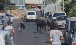 Kahramanmaraş’ta Boğa Önüne Gelene Saldırdı!