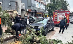 Kocaeli'de devrilen ağaç park halindeki cipe zarar verdi