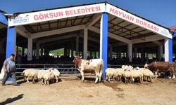 Göksun’da Şap Hastalığı Nedeniyle Hayvan Borsası Kapatıldı