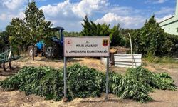 Kilis'te 40 kilo 500 gram esrar ele geçirildi