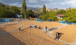 Beşenli Cevizinde Hasat Sonrası Kurutma Mesaisi Başladı