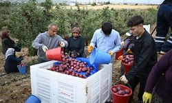 "Elma Deposu" Göksun’dan Dünya Devlerine İhracat! Tescil İçin Düğmeye Basıldı