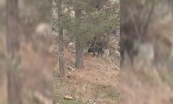 5 hayvan telef oldu