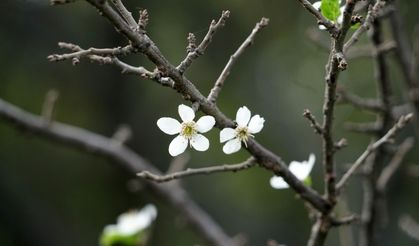 Kasım ayında erik ağaçları çiçek açtı!