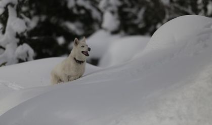 Sibirya kurdu "Fıstık"ın ilk kar sevinci