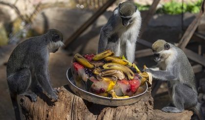 Sıcak ve nemden bunalan hayvanlara buzlu meyve kokteyli
