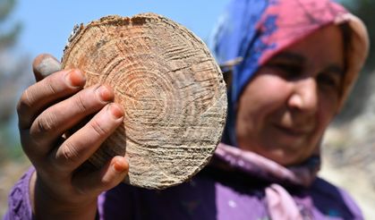 Osmaniye'de orman işçisi çift geçimlerini çam ağaçlarından sağlıyor