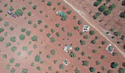 Boz Antep fıstığında fiyatlar üreticisinin yüzünü güldürüyor