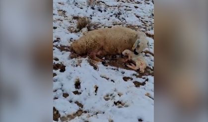 Dondurucu Soğukta Hayatta Kalma Mücadelesi