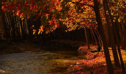 Kahramanmaraş’ta Sonbahar Masalı: Şehir Altın Renge Büründü