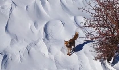 Kahramanmaraş’ta Doğadan Gülümseten Anlar | Tilki Drone’a Meydan Okudu