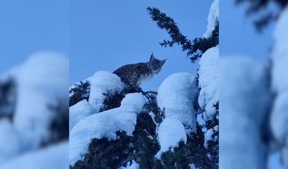 Ormanların Hayaleti Nurhak’ta Görüntülendi!