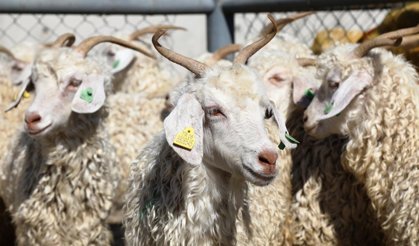 Kızılay Kurban Fiyatlarını Açıkladı! 2026 Bedelleri Belli Oldu