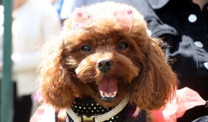 Gaziantep'te köpek güzellik yarışması düzenlendi