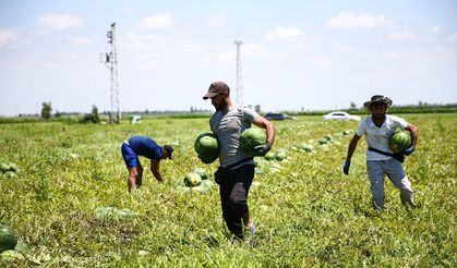 Tescilli Adana karpuzunun kilogram fiyatı tarlada 18 liraya kadar düştü