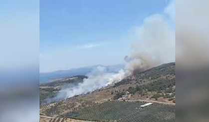 İzmir'de Korkutan Orman Yangını! Alevler Tarım Arazisinden Ormana Sıçradı