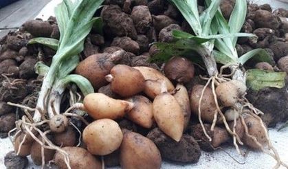 İzinsiz salep orkidesi yumrusu toplayan kişilere 7 milyon lira ceza kesildi