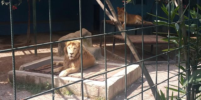 Fotoğraf çekmek için kafese giren aileye aslan saldırdı!