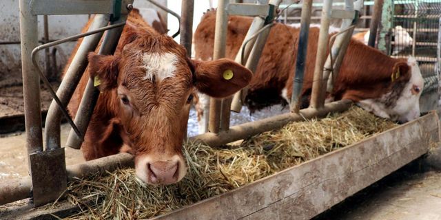 Tarım ve Orman Bakanlığı 'özel sektöre kesimlik hayvan ithalatı izni' iddialarını yalanladı