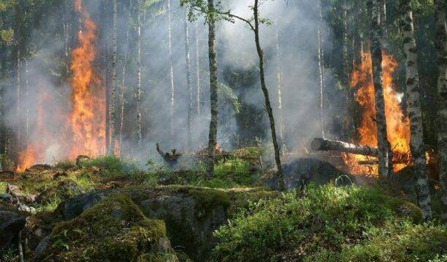 Orman yangınları nasıl önlenir, yangınları artıran kızılçam mı? Uzmanı açıkladı
