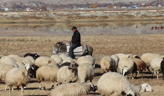 8 yılda 400 milyon liralık çoban desteği verildi