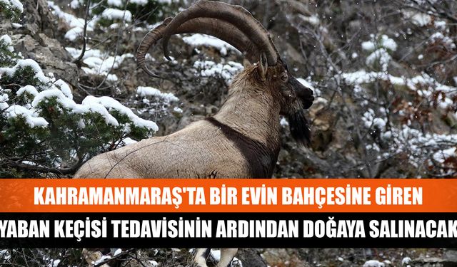 Kahramanmaraş'ta bir evin bahçesine giren yaban keçisi tedavisinin ardından doğaya salınacak