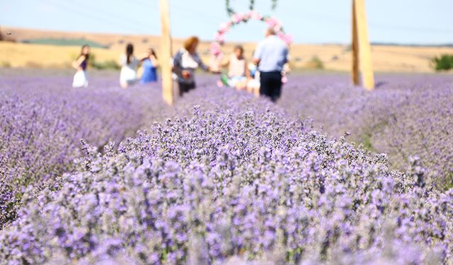 Tekirdağ'da turistlerin ilgi odağı haline gelen lavanta tarlaları çok sayıda ziyaretçiyi ağırladı