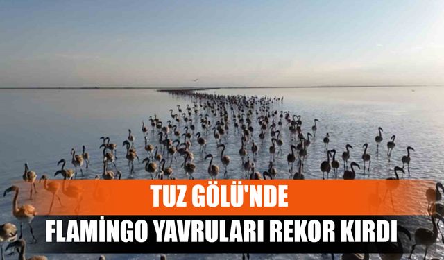 Tuz Gölü'nde Flamingo Yavruları Rekor Kırdı