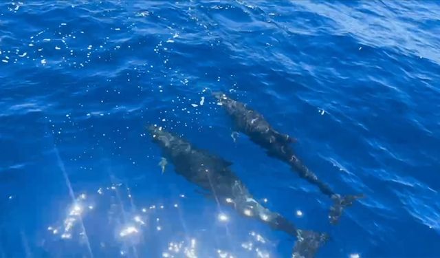 Alanya'da tur teknesine eşlik eden yunuslar görüntülendi