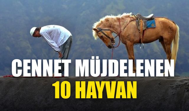 Cennete girecek on hayvan hangisidir? İşte cennetlik hayvanlar...