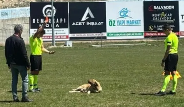 Sahaya giren köpeğe kırmızı kart