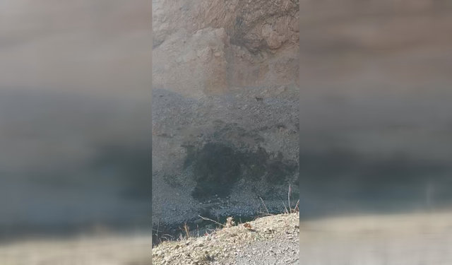 Popülasyonları artıyor, koruma altındalar