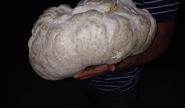 6,5 kilogramlık dev doğa sürprizi!