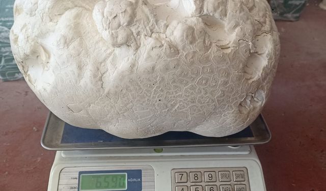 Çağlayancerit Yaylalarında Doğanın Sürprizi!