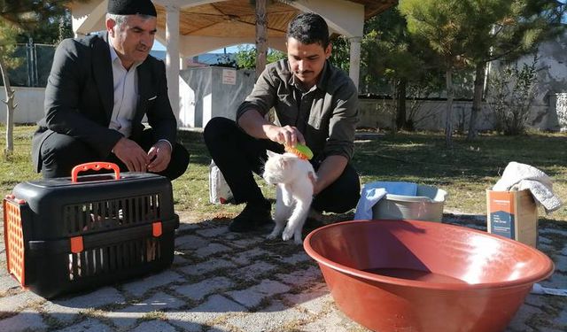 Sahiplendiği kedileri leğende yıkayan imam gönülleri ısıttı