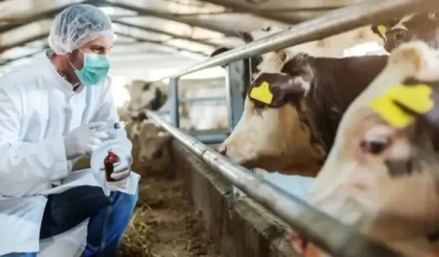 Şap hastalığı ile ilgili Bakanlık'tan açıklama geldi!