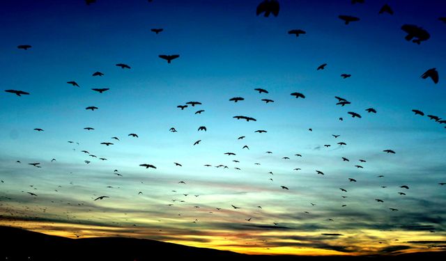 Kuşların gökyüzündeki dansı görüntülendi
