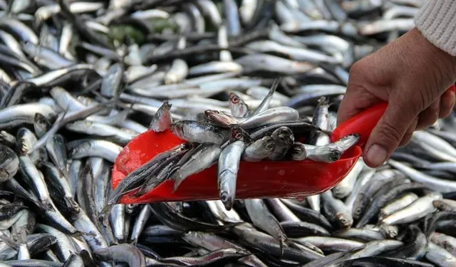 7 balık türü daha tescillendi| İşte o balık türleri..