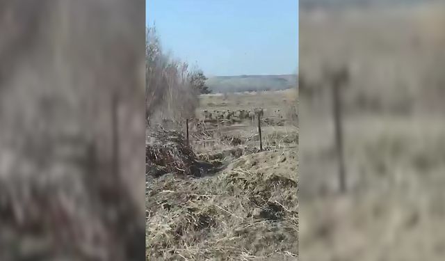 Bölgede yaban domuzu tehlikesi büyüyor