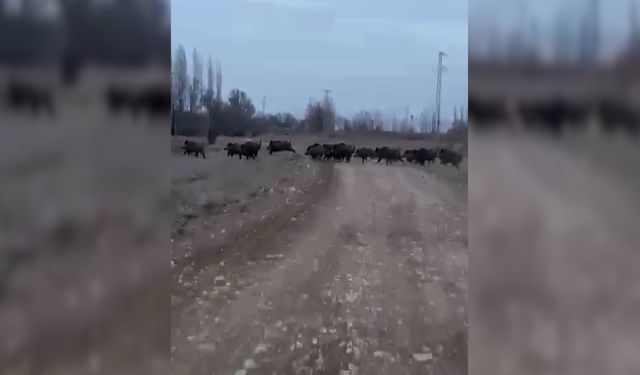 Afşin’de yaban domuzu endişesi: Tehlike devam ediyor