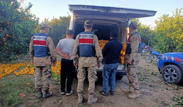 Hatay'da bahçeden portakal çalan 5 şüpheli gözaltına alındı
