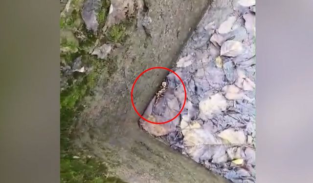 Semender popülasyonuna dair umut veren görüntü Kahramanmaraş’ta