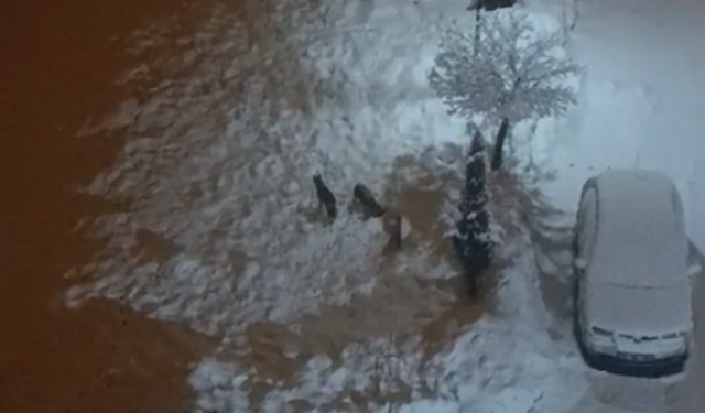 Çağlayancerit'te kurt paniği!