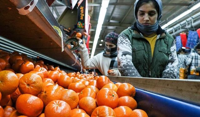 Narenciye ihracatı 2025'te Türkiye'ye 1 milyar 477 milyon 58 bin dolar kazandırdı