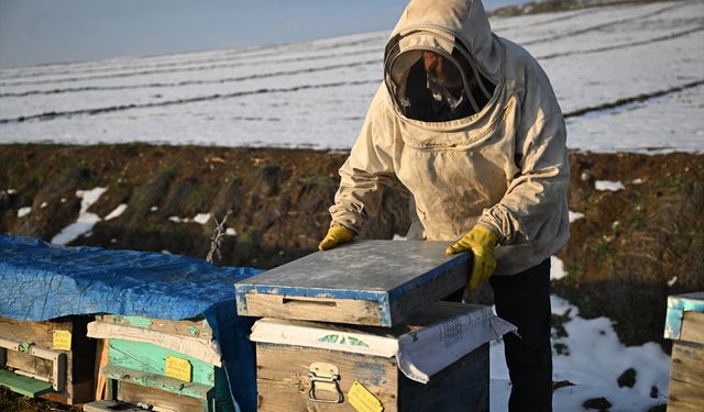 Depremde arılarını kaybeden arıcıya devlet desteği!