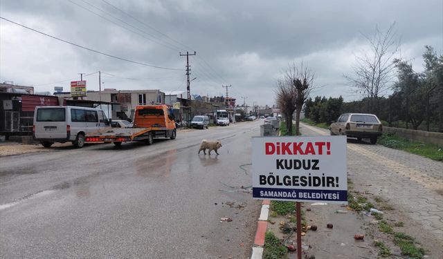 Hatay'da 4 mahalle kuduz nedeniyle karantinaya alındı