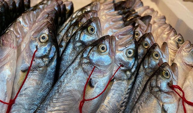 Kahramanmaraş’ta Dayanışmaya Örnek Proje: Askıda Balık