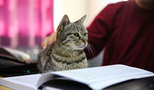 Bu Hikâye İçinizi Isıtacak| Derslere Giren Kedi Pakize Sosyal Medyada Gündem Oldu!