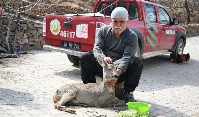 Kahramanmaraş'ta yaralı bulunan karaca yavrusu tedavi altına alındı